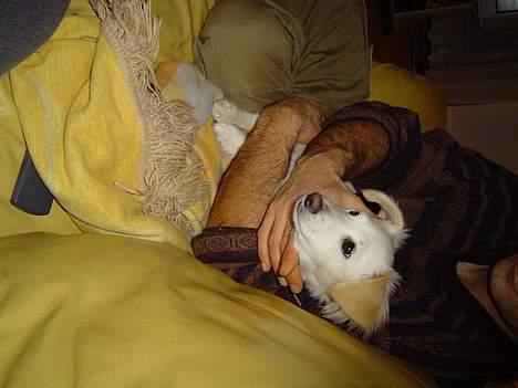 Blanding af racer Maggi billede 16