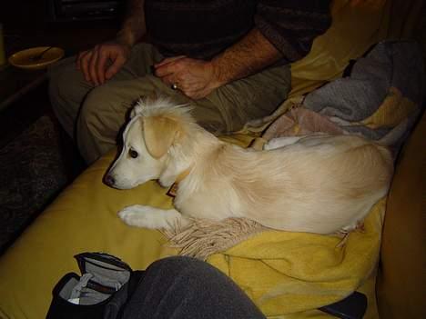 Blanding af racer Maggi billede 17