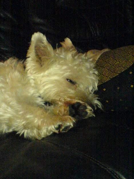 West highland white terrier Kaiser Wilhelm 'muni mub' - Muni mub i drømme land<´3 billede 13