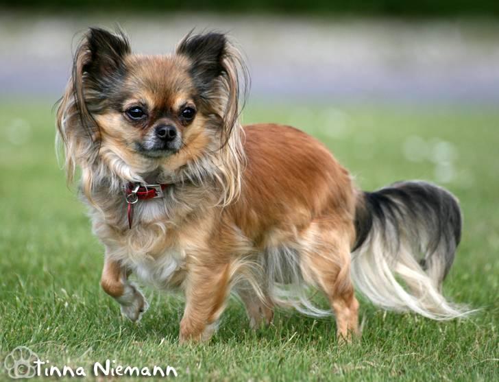 Chihuahua Chili *RIP* - Model chili. billede 1