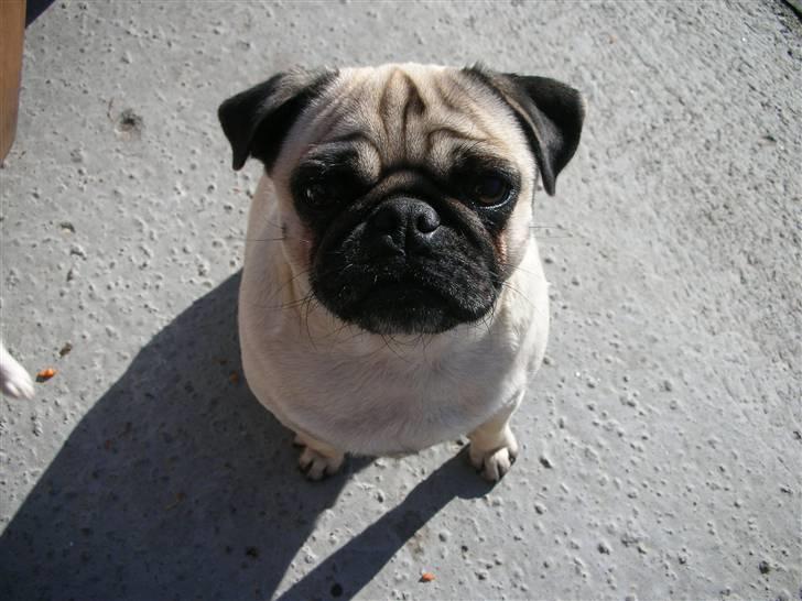 Mops * Diva *  - Diva billede 1