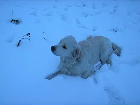 Golden retriever Max. billede 12