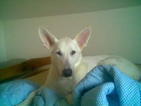 Hvid schæfer bella R.I.P - hej kom i der billede 4