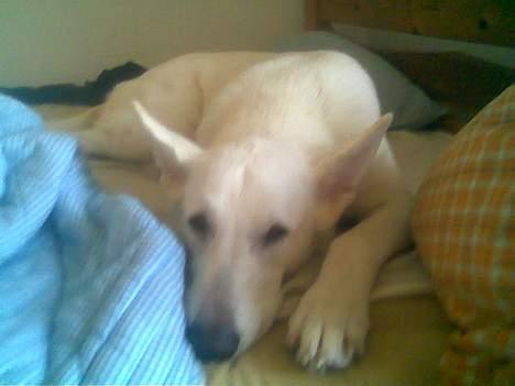 Hvid schæfer bella R.I.P - det lyder kedeligt billede 5