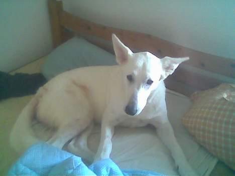 Hvid schæfer bella R.I.P billede 6