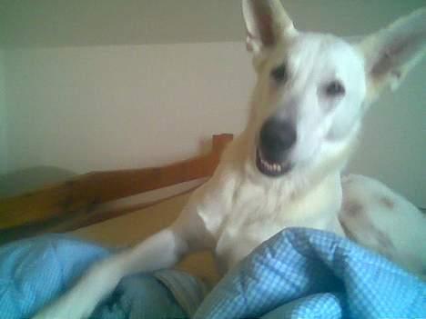 Hvid schæfer bella R.I.P - lige vågnet billede 8