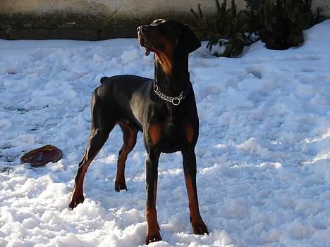 Dobermann Ticko billede 20