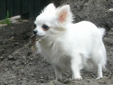 Chihuahua * Daisi *  - Går en sejrs runde, efter at ha´ stjålet min søster Divas klamme svine øre... billede 1