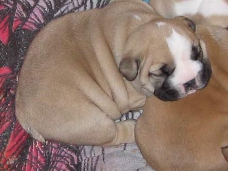 Engelsk bulldog Bertha billede 1