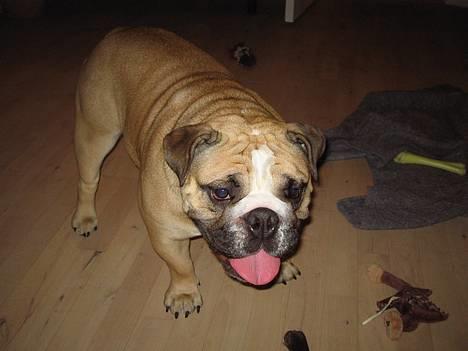 Engelsk bulldog Bertha billede 2