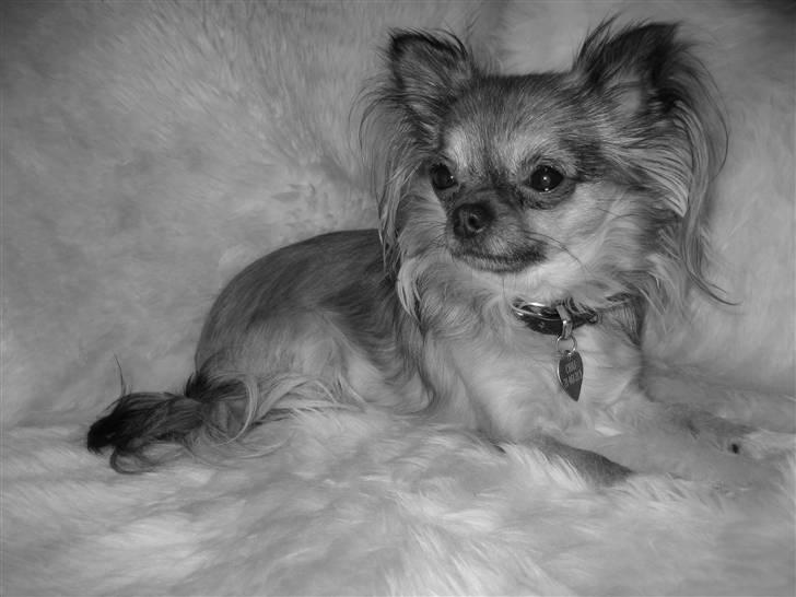 Chihuahua Chili *RIP* - model billede billede 2