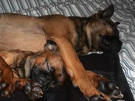 Griffon petit brabancon Perle billede 9