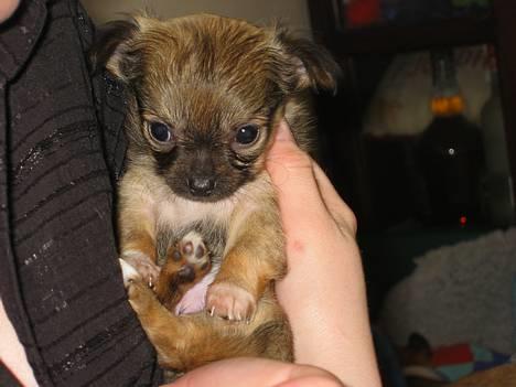 Chihuahua Chili *RIP* - Se min lille mave. Er jeg ikke bare sød?? billede 3