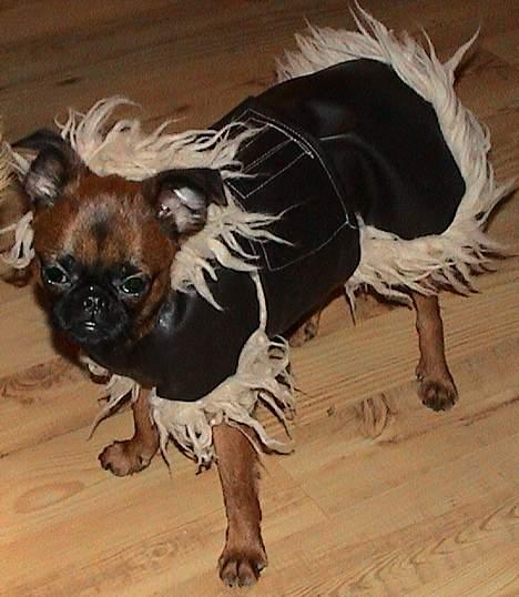 Griffon petit brabancon Perle billede 10