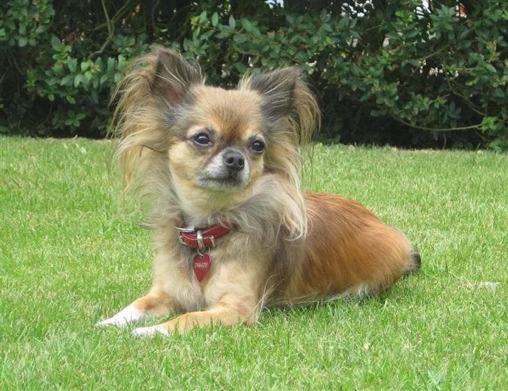 Chihuahua Chili *RIP* - model chili aug 2009 billede 4