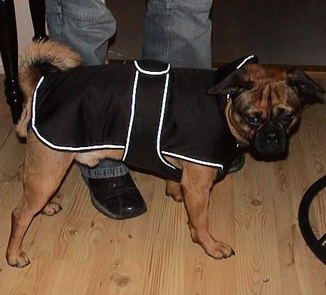 Blanding af racer Gismo billede 13