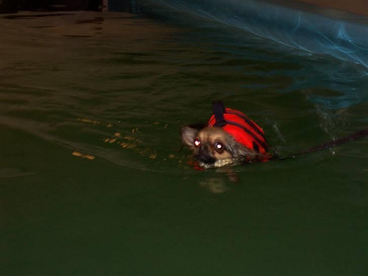 Chihuahua Chili *RIP* - Se hvad jeg kan......ikke det jeg bedst kan lide. addddd... billede 5