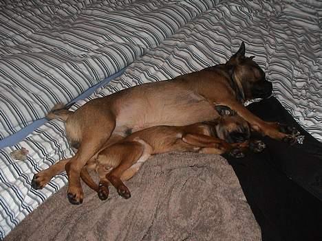 Blanding af racer Gismo billede 14