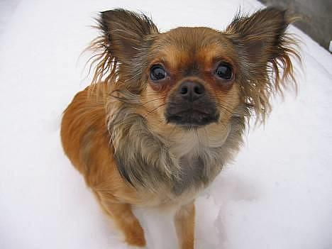 Chihuahua Chili *RIP* - Model Chili i sne. billede 6