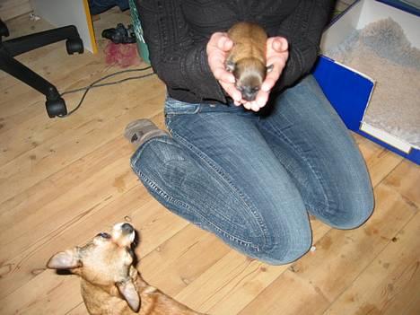 Chihuahua Chili *RIP* - Her holder mor mig, mens min rigtige mor kigger på. billede 7