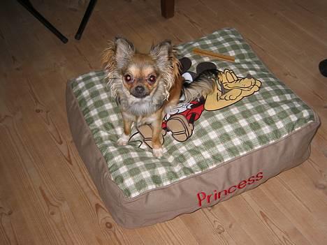 Chihuahua Chili *RIP* - Min nye prinsesse pude med Mickey og Pluto.  billede 8