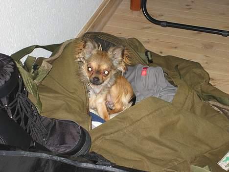 Chihuahua Chili *RIP* - Hvor tror du, du skal hen??? Jeg kan da selv pakke mig med. billede 9