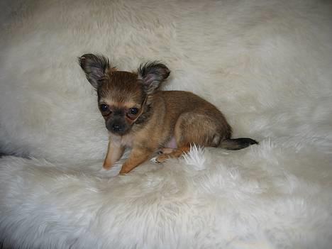 Chihuahua Chili *RIP* - Hej. Model på lammeskind. billede 10