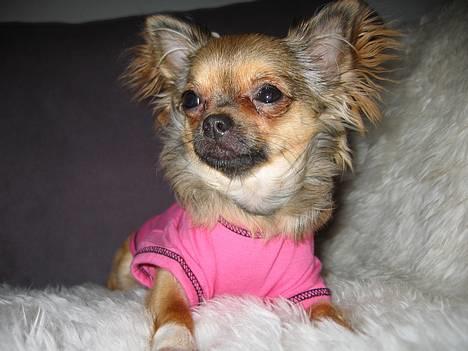 Chihuahua Chili *RIP* - Fryser?? Nej, ligger på lammeskindet og har tøj på. billede 11