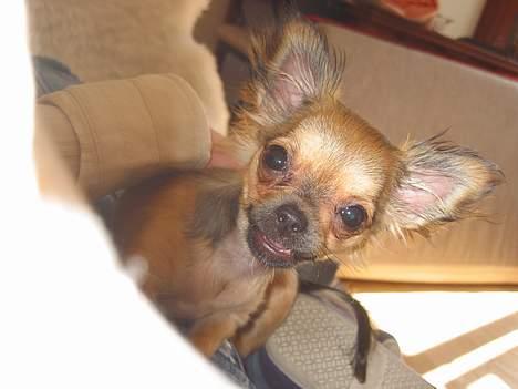 Chihuahua Chili *RIP* - Kuk kuk, her er jeg moar... billede 12