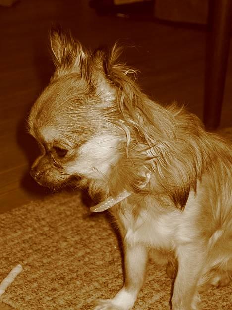 Chihuahua Chili *RIP* - Jeg er bare såååååååå sød. billede 13