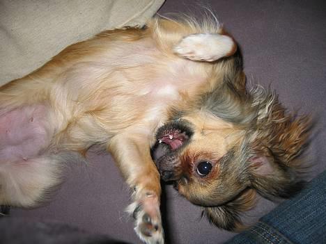 Chihuahua Chili *RIP* - Se min mave, den er bare så baby blød. Grarrr... billede 14