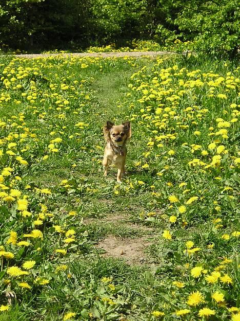 Chihuahua Chili *RIP* - Sommer 2006. Smukke Chili på græs/mælkebøtte eng. billede 15
