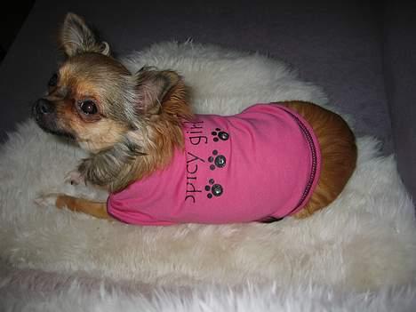 Chihuahua Chili *RIP* - Spicy girl, det er jeg vel, når jeg hedder chili. billede 16