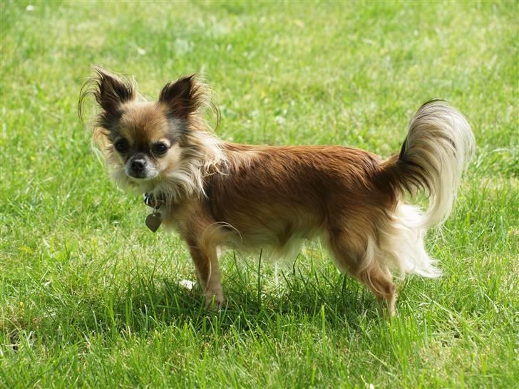 Chihuahua Chili *RIP* - juli 2010 billede 18