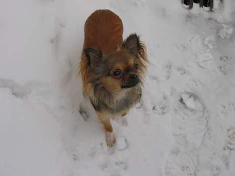 Chihuahua Chili *RIP* - Sne, det kan vi li. Lige indtil det bliver for koldt. billede 19