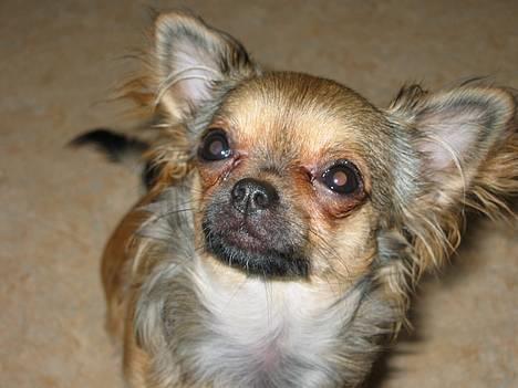 Chihuahua Chili *RIP* - What up... billede 20