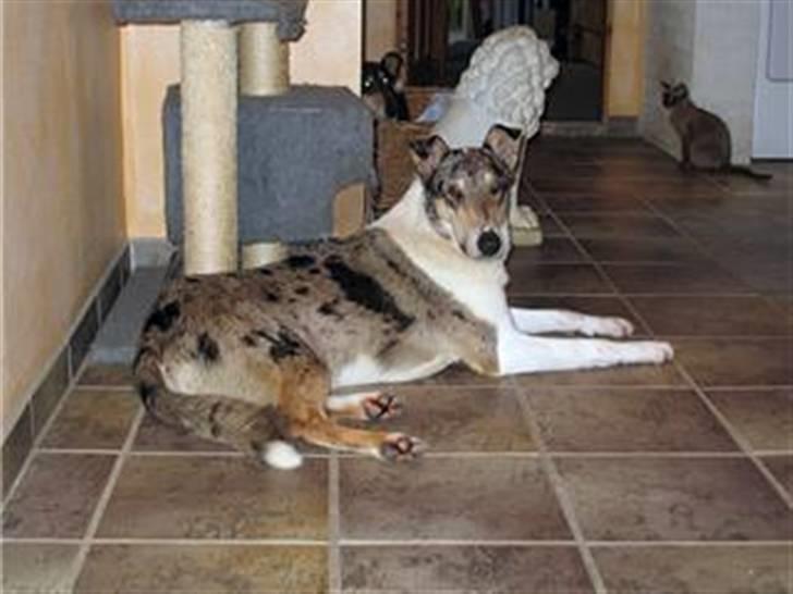 Collie korthåret Zeppo. nu i hundehimlen - flot fyr på 2 år billede 1