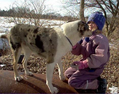 Collie korthåret Zeppo. nu i hundehimlen - Zeppo og Isabella billede 2