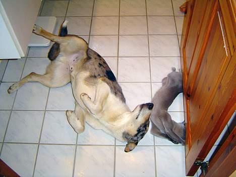 Collie korthåret Zeppo. nu i hundehimlen - Jeg kan da også ligge som en kat billede 3