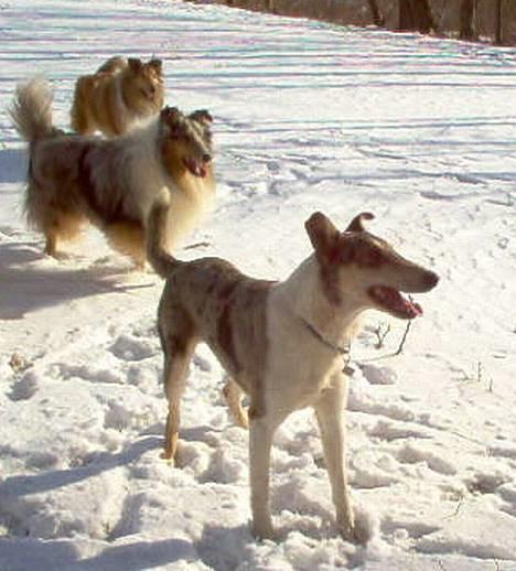 Collie korthåret Zeppo. nu i hundehimlen billede 4