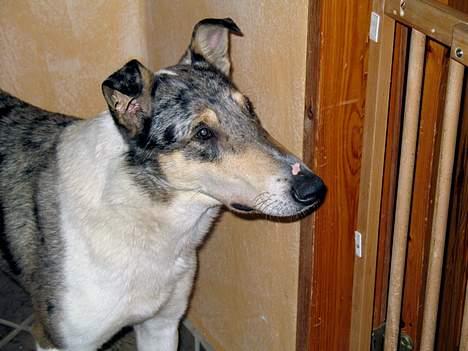 Collie korthåret Zeppo. nu i hundehimlen billede 5