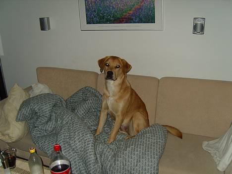 Blanding af racer Molly - kom der nogen billede 10