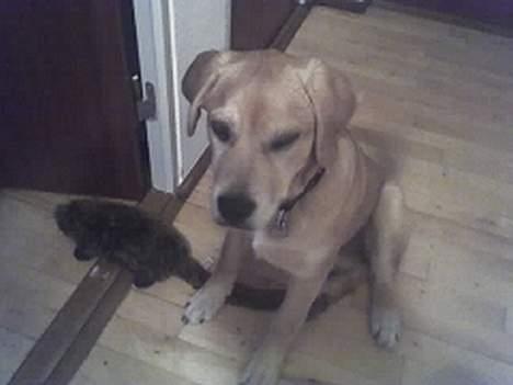 Blanding af racer Molly - mig og hr bæver... billede 11