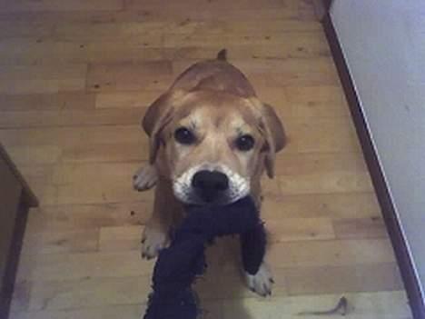 Blanding af racer Molly - det er min sok... billede 12