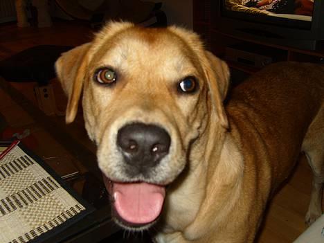 Blanding af racer Molly billede 13