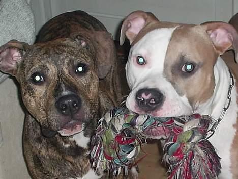 Amerikansk staffordshire terrier Anton - Bedste venner... :o) billede 10