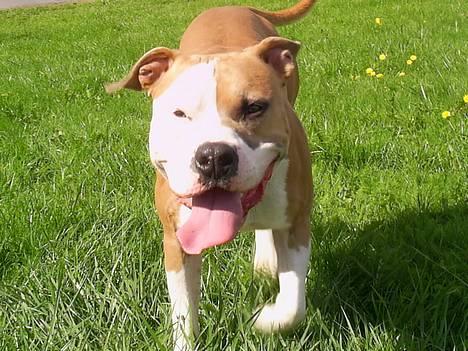 Amerikansk staffordshire terrier Anton - Nyt August 2006 billede 11