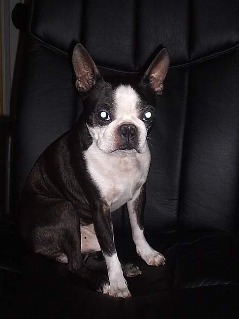 Boston terrier Tex billede 11