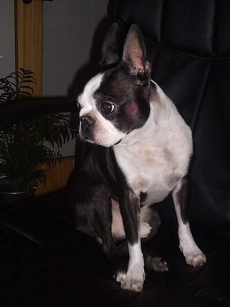 Boston terrier Tex billede 13