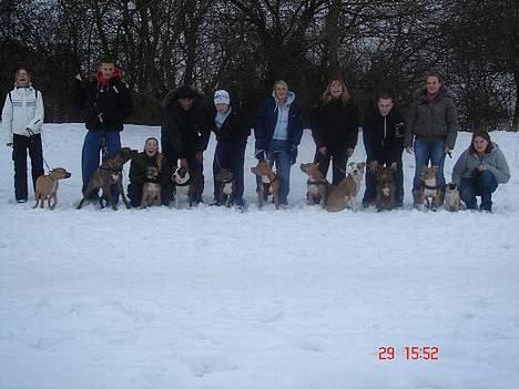 Amerikansk staffordshire terrier Nadia   *R.I.P.* - Nogle af oz fra vores hyggelige hundetræf...  billede 12